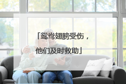 鸳鸯翅膀受伤，他们及时救助