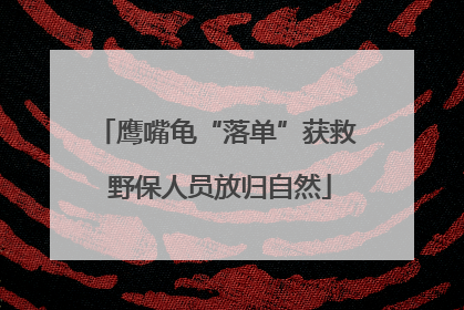 鹰嘴龟“落单”获救 野保人员放归自然