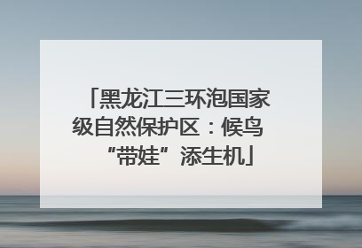 黑龙江三环泡国家级自然保护区：候鸟“带娃”添生机