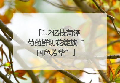 1.2亿枝菏泽芍药鲜切花绽放“国色芳华”
